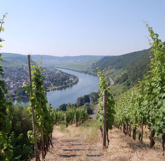 Blick auf Neumagen Dhron