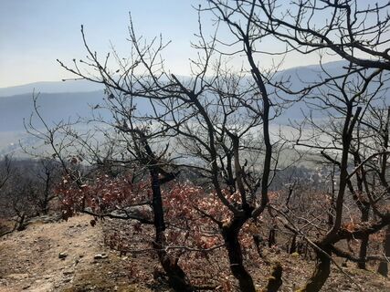 Fotografija s spletne strani Lenzling Kaufmann na poti
