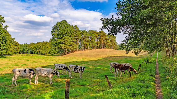 Kühe im Kuhbachtal am NORDPFAD Kuhbach-Oste
