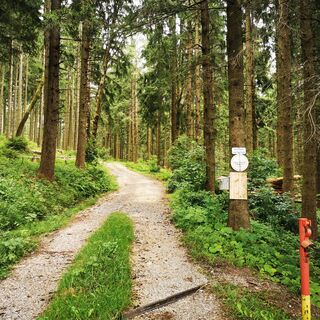 Ab hier geht's auf der Forststraße in den Wald