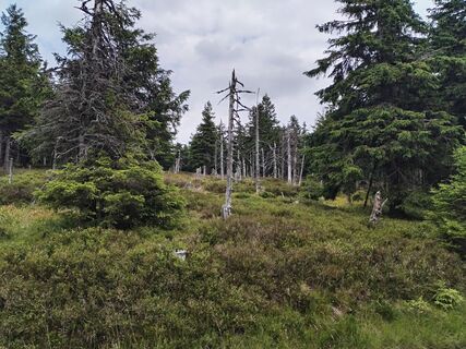 Zdjęcie z Petr Kučera 4 wzdłuż trasy