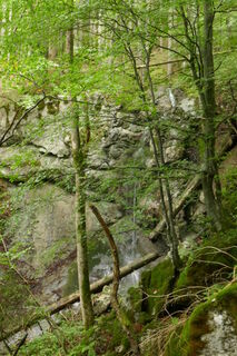 im schönen grünen Wald gehts zur Kölblalm