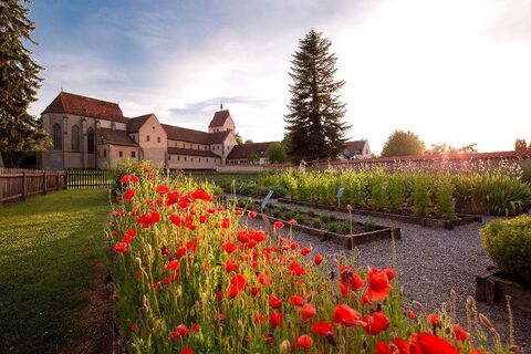 Kräutergarten mit Mohnblumen