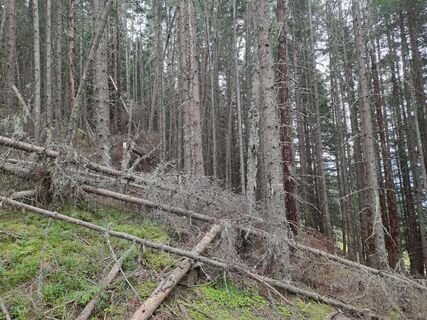 Fotografija s spletne strani Alexanderaigner na poti