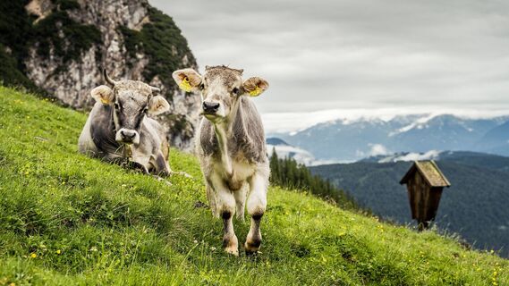 Rinder bei der Wangalm