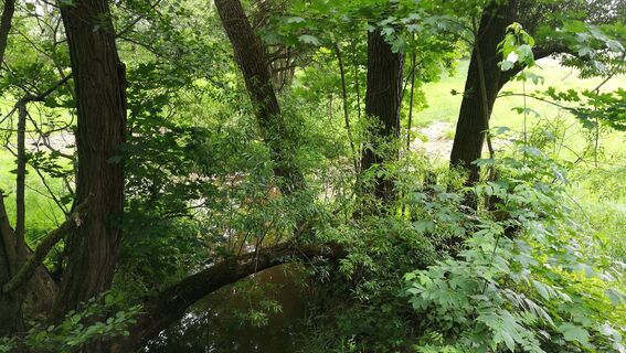 Im Teichgebiet der Wolche bei Krölpa