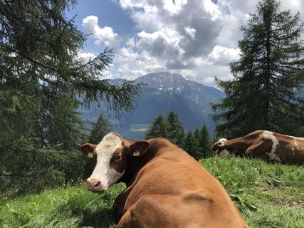 Kühe am Wegesrand