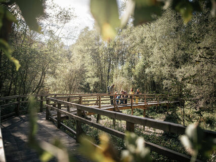 Einfache Wanderung über eine Steiganlage durch die Auenlandschaft