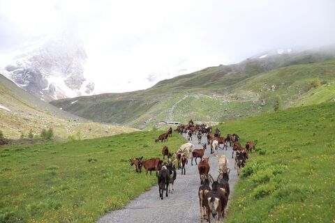 Alpaufzug zur Alp Suot