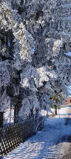 Fotografija s spletne strani Frieda Schatz na poti