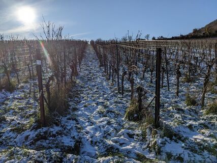 Weinberge im Schnee