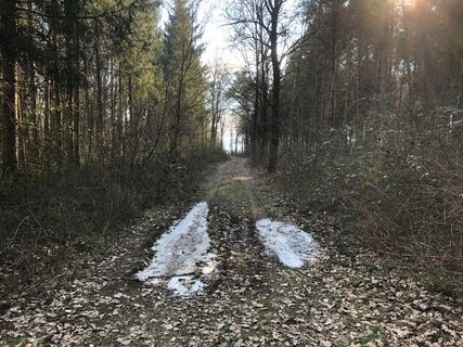 Durch den Wald