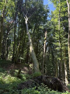 Foto von Hermann Czerweny entlang der Tour