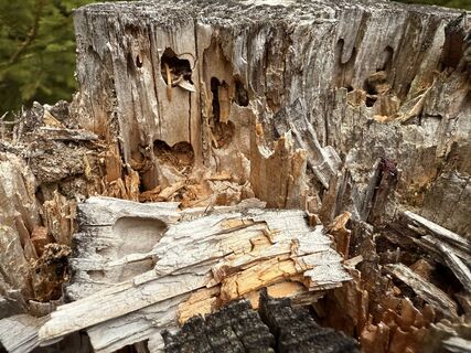 Photo de Dani Geiger / Natur_erleben_dg le long du parcours