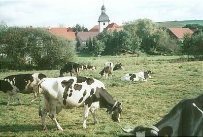 Viehzucht in Landolfshausen