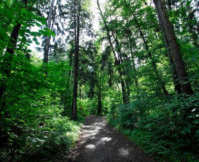 Schaaner Wald