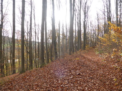 Herbstimpressionen auf dem Naturparktrail zwischen Wehrden und Blankenau