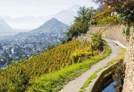Weinberg in Sitten