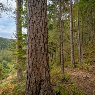 Der Schwarzwald