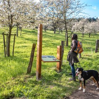 Wandern auf dem Kirschenweg (Go 3)
