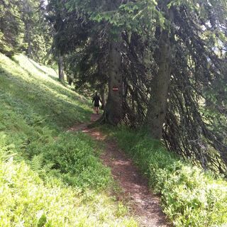 gemütlicher Waldweg in Richtung Hochegg/Gamskögerl