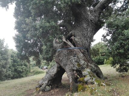 Encino de Mendaza
