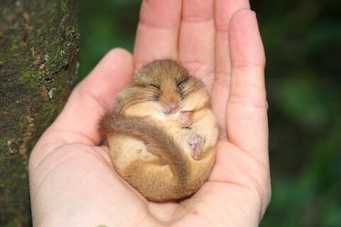 Haselmaus