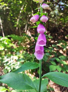 Foto van stuebi langs de tour