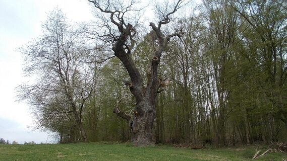 Henkereiche