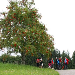 Kraft-Quelle-Baum Ahorn