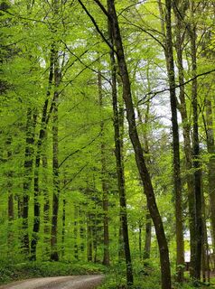 Fotografija s spletne strani Hanspeter Schmutz na poti