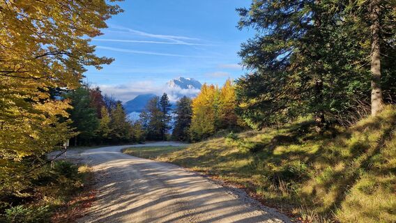 Forstweg beim Aufstieg