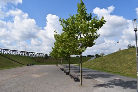 RheinPark Weg in Richtung Rhein