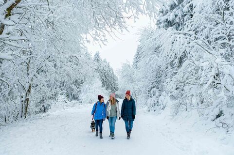 Winterwandern mit Hund in Hahnenklee