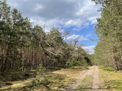 Kälberdreschen Grenzweg