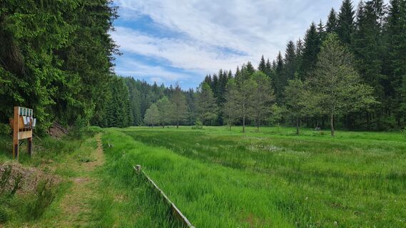 Ameisenpfad im Zinsbachtal