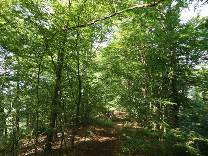 Wartsteinrücken / Buchenwald