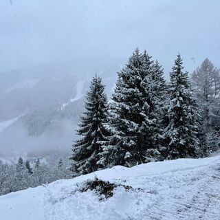 verschneiter Forstweg (Bellevue-Alm Weg)