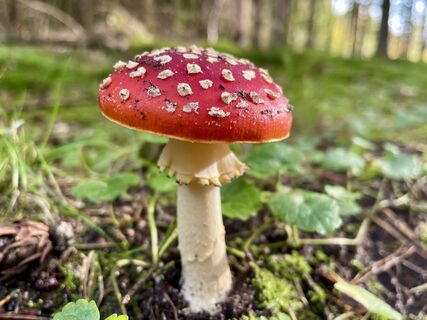 Fliegenpilz im Wald