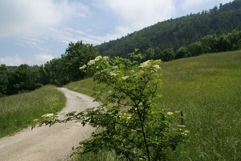 Elsbeerweg zur Gföhlberghütte