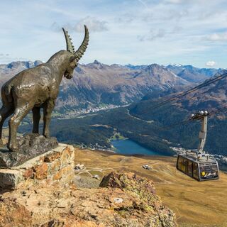 Der Steinbock Guardia Grischun auf dem Piz Nair bewacht das Oberengadin