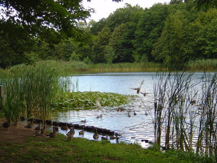 Seewoog in Miesenbach
