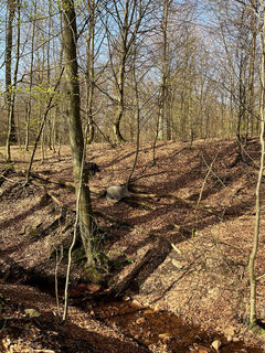 Wildschwein am Osterbach Naturpark Reinhardswald