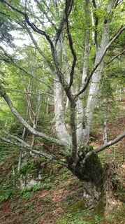 Fotografija s spletne strani Anica varga na poti
