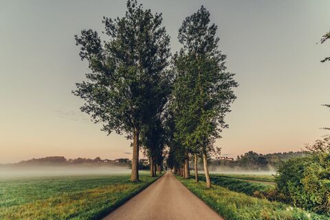 Allee im Nebel