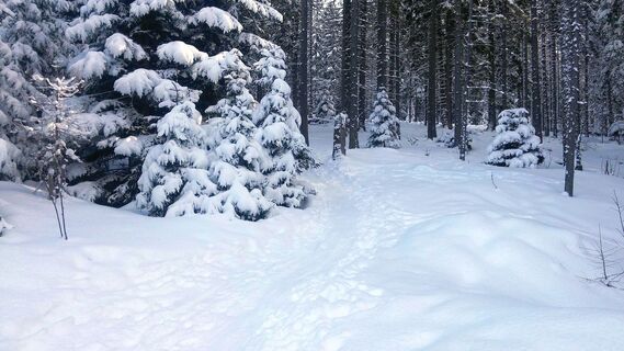 Pfad zur Ganzalmhütte