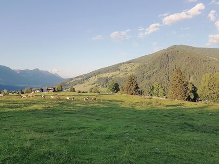Die Rohrmooser Frei im Abendlicht