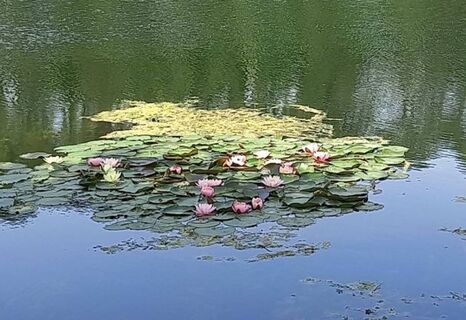 Blühender Lotus