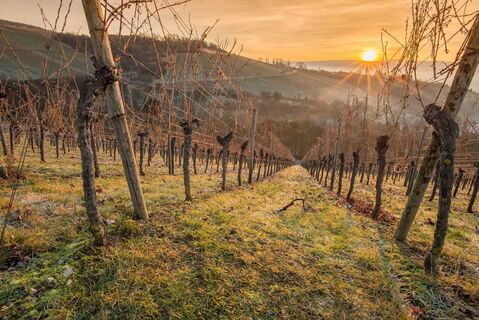 Weingarten bei Sonnenuntergang im Winter