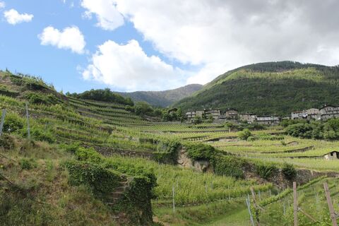 Weinberglandschaft
